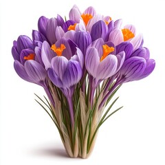 Fototapeta premium Bouquet of Crocuses