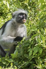 Zanzibar Red Colobus (Procolobus kirkii) sitting in the bushes, endemic species, Jozani Chwaka Bay National Park, Unguja, Zanzibar Archipelago, Tanzania, Africa
