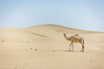 Dromedary (Camelus dromedarius) in sand dunes, Rub' al Khali desert, United Arab Emirates, Asia