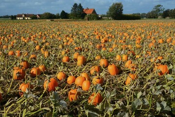 Pumpkins in a pumpkin field, Löderup, Scania, Sweden, Europe