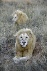 White Lions (Panthera leo), male animals, Tsau! nature reserve of the Global White Lion Protection Trust, GWLPT, near Hoedspruit, South Africa, Africa