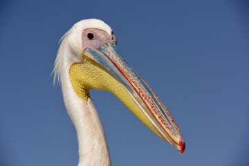 Great white pelican (Pelecanus onocrotalus), animal portrait, near Pelican Point, Walfish Bay, Erongo region, Namibia, Africa