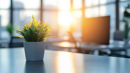 small green plant in white pot sits on table, illuminated by warm sunlight streaming through large windows in modern office setting