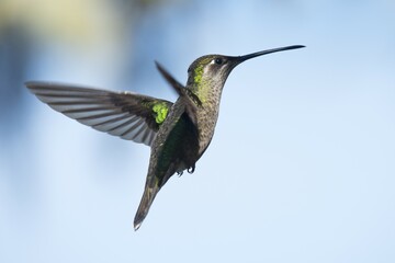 Magnificent Hummingbird (Eugene fulgens) in flight, female, Los Quetzales National Park, Costa Rica, Central America