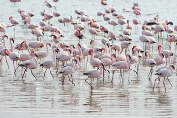 Lesser Flamingos (Phoeniconaias minor) in the water, Walvis Bay, Namibia, Africa