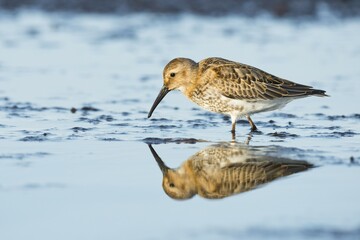Dunlin (Calidris alpina), reflection, Darß, Mecklenburg-Western Pomerania, Germany, Europe