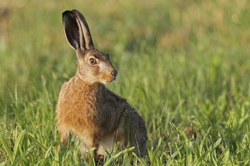 European hare (Lepus europaeus) in meadow, Lower Austria, Austria, Europe