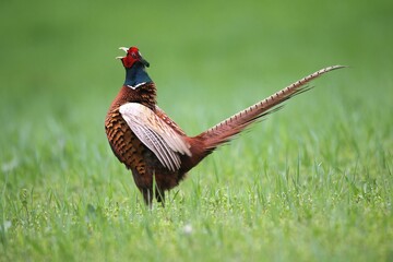 Pheasant (Phasianus colchicus), cock displaying, Lower Austria, Austria, Europe