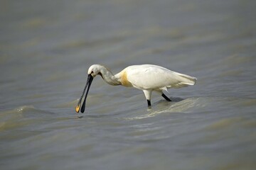 Eurasian spoonbill (Platalea leucorodia), Burgenland, Austria, Europe