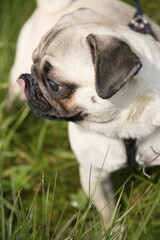 Young pug, licking its snout