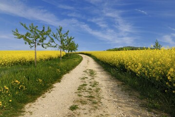 Track between rapefields - Baden Wuerttemberg, Germany, Europe., Europe
