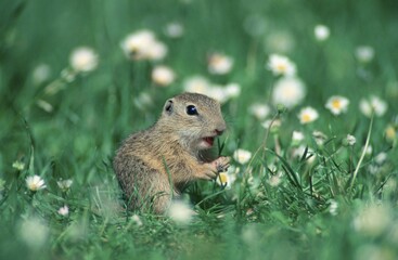 Young European Suslik, Austria (Citellus citellus)