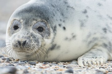 Young grey seal (Halichoerus grypus), Heligoland, Schleswig-Holstein, Germany, Europe © Erhard Nerger/imageBROKER