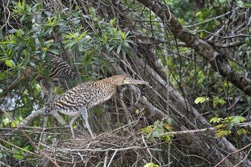 Immature Rufescent Tiger-Herons (Tigrisoma lineatum), perched on nest, Pantanal, Mato Grosso, Brazil, South America