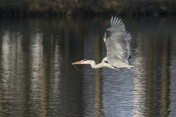Flying Grey Heron (Ardea cinerea) with nesting material, Hesse, Germany, Europe
