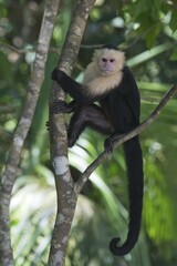 White-headed capuchin (Cebus capucinus) sitting in tree, Manuel Antonio National Park, Puntarenas Province, Costa Rica, Central America