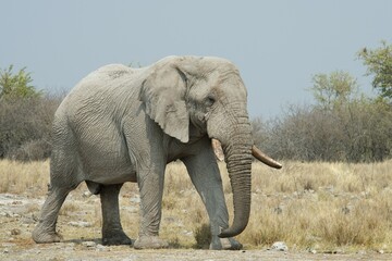 Obraz premium African bush elephant (Loxodonta africana), bull, Etosha National Park, Namibia, Africa
