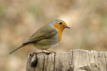 European Robin (Erithacus rubecula)