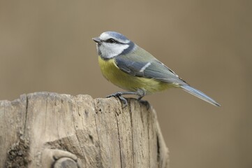 Blue Tit (Parus caeruleus)