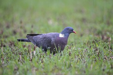 Wood Pigeon (Columba palumbus) foraging in a field, Allgäu, Bavaria, Germany, Europe