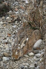 European Hare (Lepus europaeus) crouched in a shallow form, Allgaeu, Bavaria, Germany, Europe