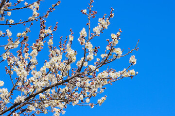 ウメの花
