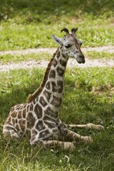 Young Rothschild's giraffe (Giraffa camelopardalis camelopardis), sitting in grass, Austria, Europe