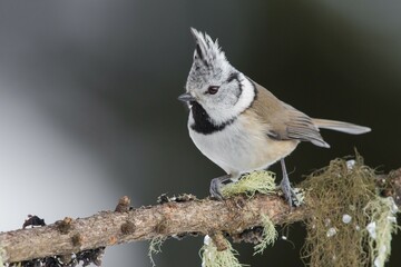 Crested tit (Lophophanes cristatus) sitting on branch in winter, Stubai Valley, Tyrol, Austria, Europe