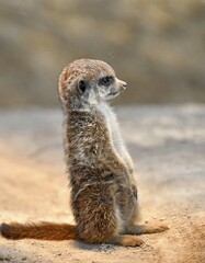 Meerkat (Suricata suricatta), juvenile 10 weeks, on the lookout, captive
