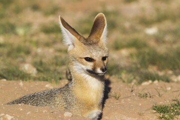 Kapfuchs (Vulpes chama), resting at its burrow, portrait, Kalahari Desert, Kgalagadi Transfrontier Park, South Africa, Africa