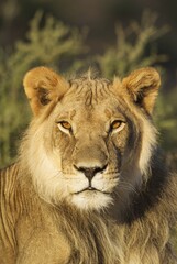 Lion (Panthera leo), male, resting, portrait, Kalahari Desert, Kgalagadi Transfrontier Park, South Africa, Africa