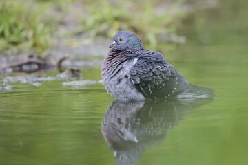 Domestic pigeon (Columba livia domestica) standing in water, Hesse, Germany, Europe