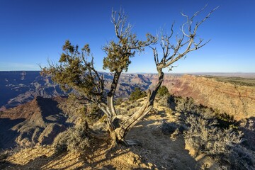 Fototapeta premium Knorriger tree in front of Grand Canyon, eroded rocky landscape, South Rim, Grand Canyon National Park, Arizona, USA, North America