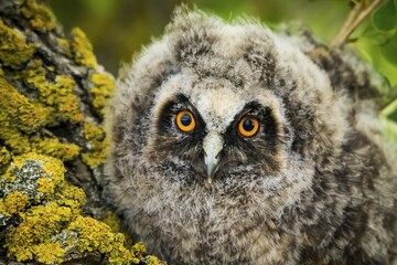 Long-eared owl (Asio otus), juvenile, portrait, Burgenland, Austria, Europe