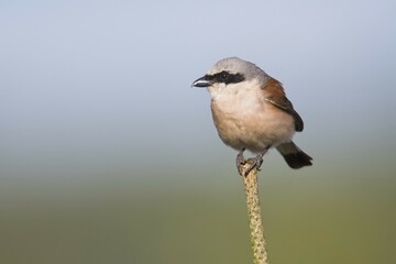 Red-backed shrike (Lanius collurio), male, sitting on a branch, Emsland, Lower Saxony, Germany, Europe