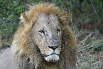 Lion (Panthera leo), male in bushes, animal portrait, Khwai region, North-West District, Okavango...
