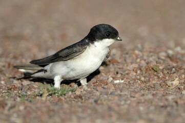 Common House Martin (Delichon urbica)