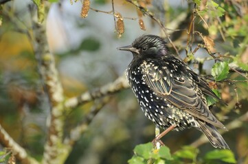 Starling (Sturnus vulgaris)