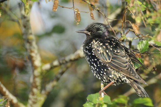 Starling (Sturnus vulgaris)