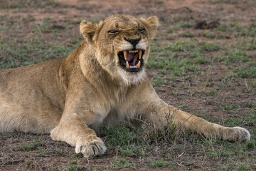 Lioness (Panthera leo) baring teeth, Sabi Sands Game Reserve, Sabi Sabi Bush Lodge, South Africa, Africa