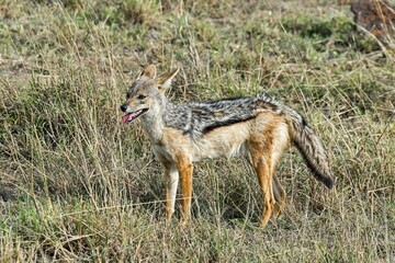 Black-backed Jackal (Canis mesomelas), Maasai Mara National Reserve, Kenya, Africa