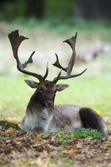 Fallow deer (Dama dama), buck lying on ground, Lower Saxony, Germany, Europe