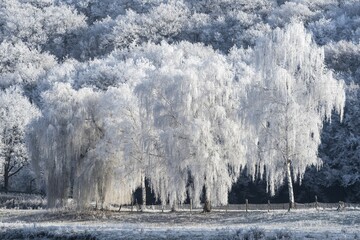 Birch trees (Betula) with hoarfrost, Guxhagen, North Hesse, Hesse, Germany, Europe