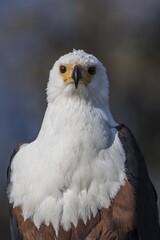 African fish eagle (Haliaeetus vocifer), portrait, Chobe National Park, Botswana, Africa