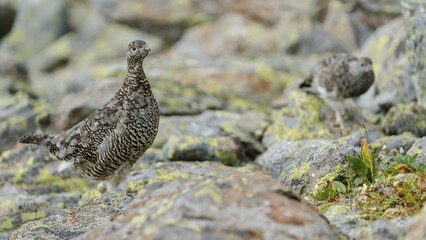 Rock Ptarmigan (Lagopus muta) stands on rock, Stubai Valley, Tyrol, Austria, Europe
