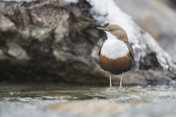 White-throated Dipper (Cinclus cinclus) sits on stone in the mountain stream, Stubai Valley, Tyrol, Austria, Europe © Christof Steirer/imageBROKER