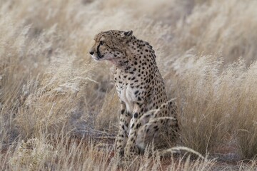 Cheetah (Acinonyx jubatus) sitting in tall grass, Kalahari Desert, Namibia, Africa