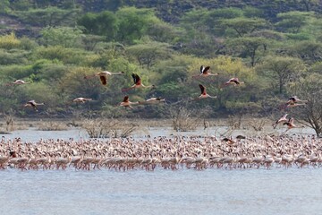 Flamingos (Phoenicopteridae), Lake Bogoria, Kenya, East Africa, Africa