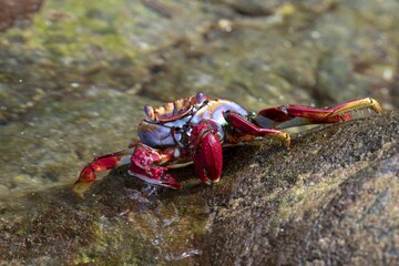 Red rock crab (Grapsus adscensionis) on wet rock, Tenerife, Canary Islands, Spain, Europe