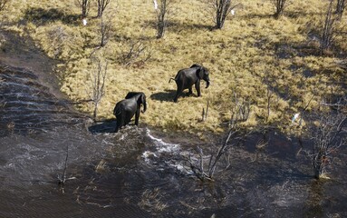 African Elephants (Loxodonta africana), two bulls after bathing in a freshwater marsh, aerial view, Okavango Delta, Botswana, Africa